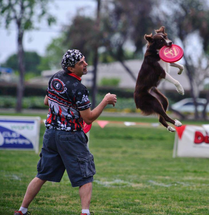K9 Disc Thrills / 2 Paws Up Dog Training's Photo