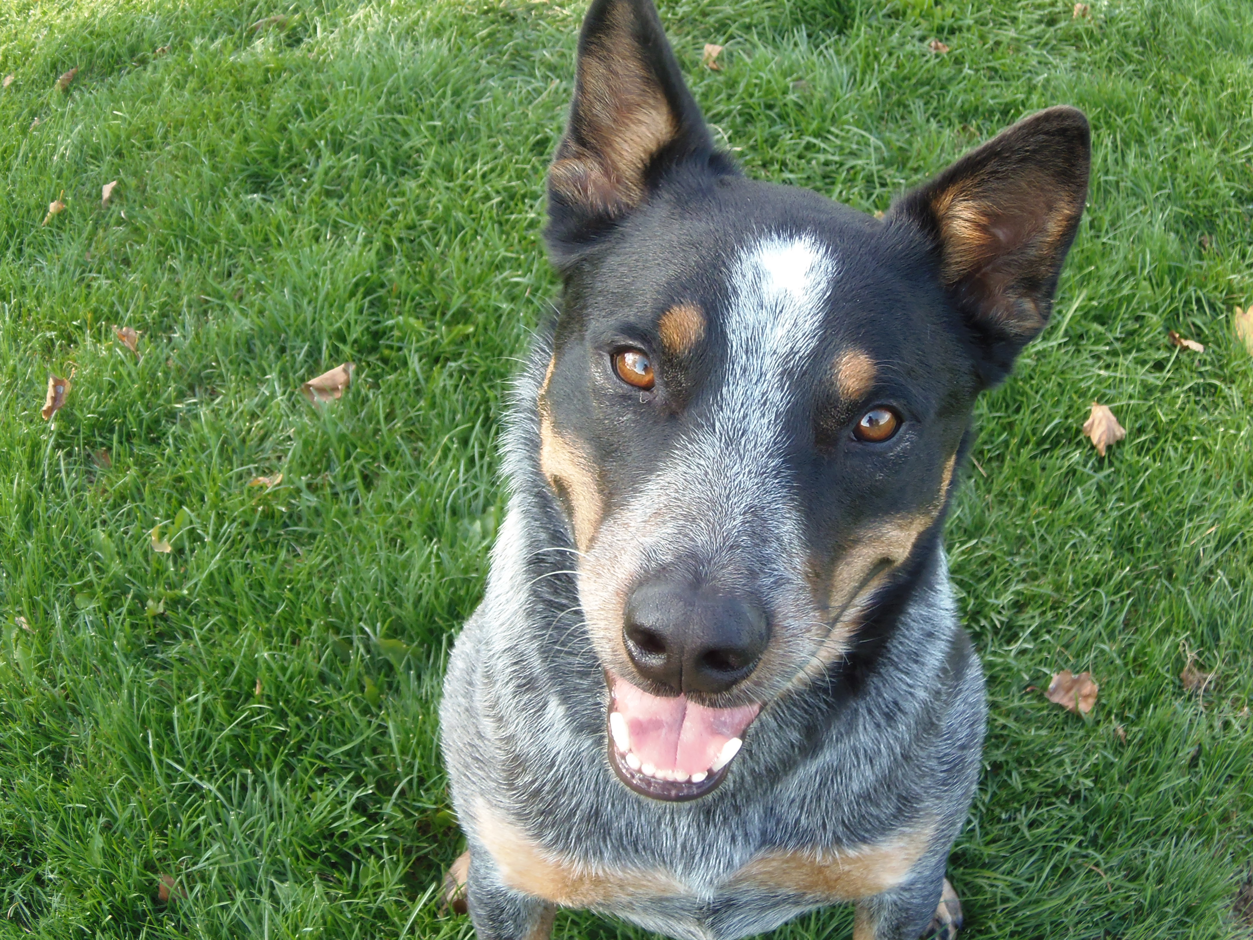 Fetch! Pet Care's Photo