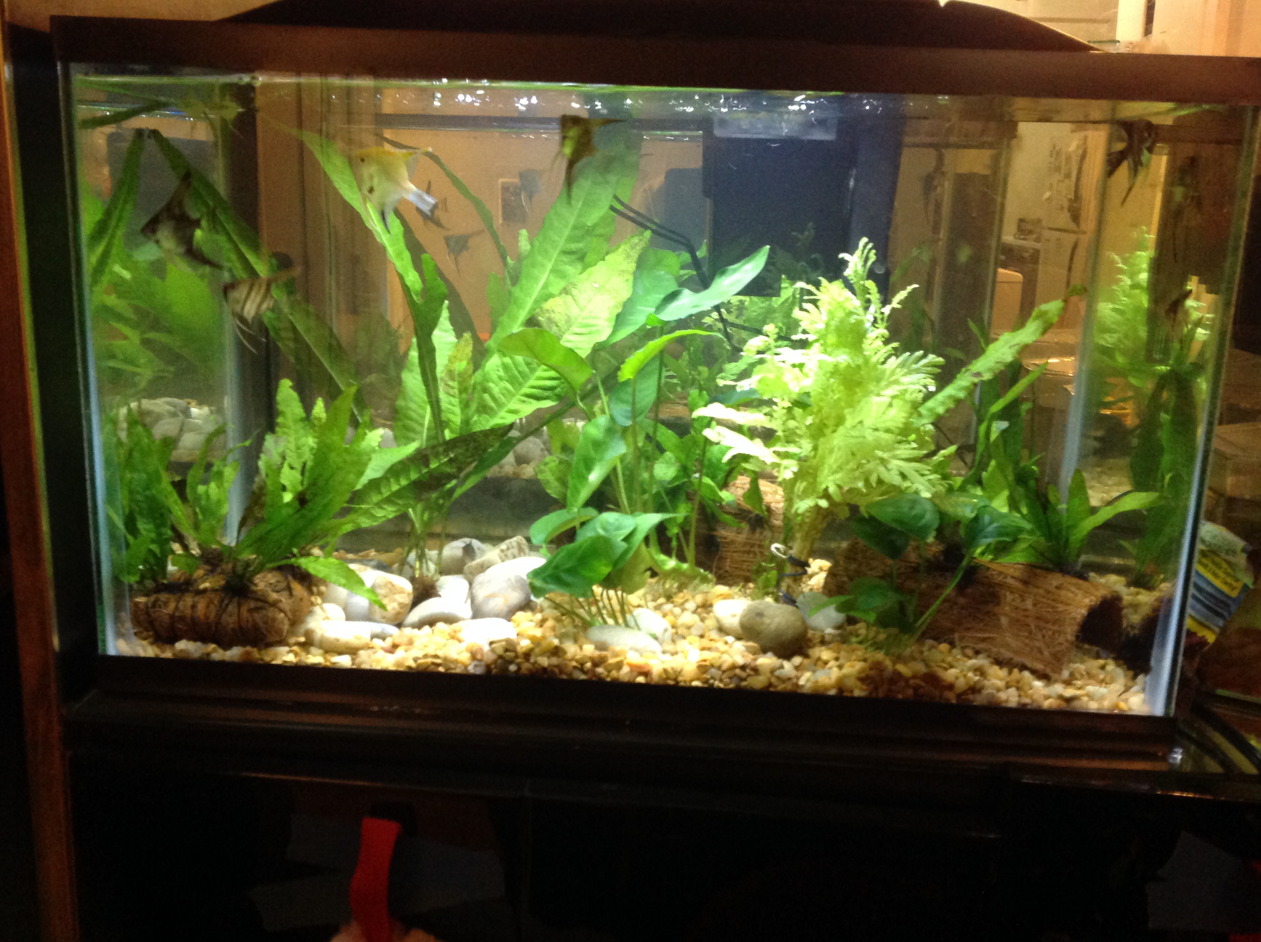 Alpha Dog Walking & Exotic Pet Care's Photo