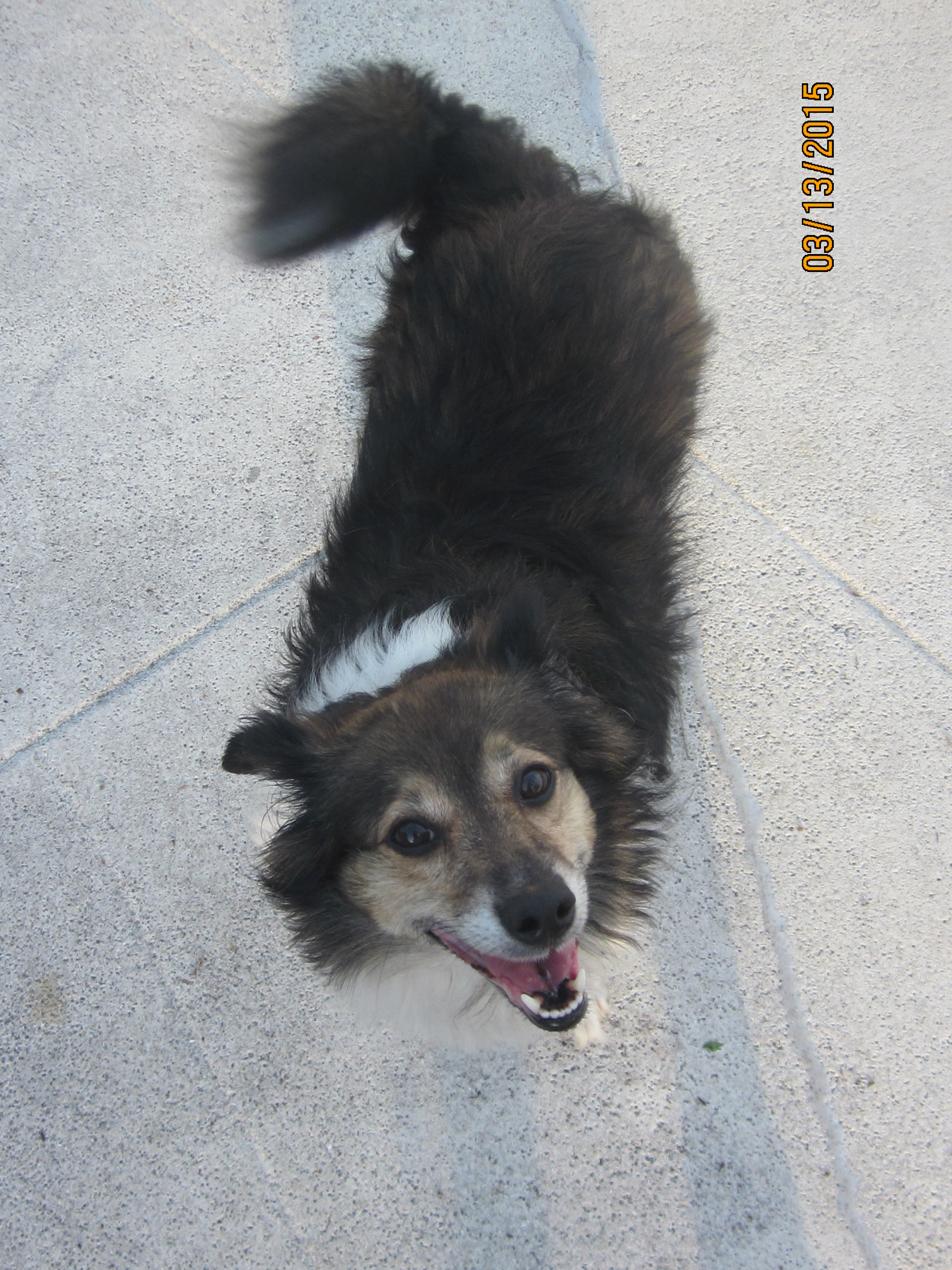 AAA Pet & House Sitting, LLC's Photo