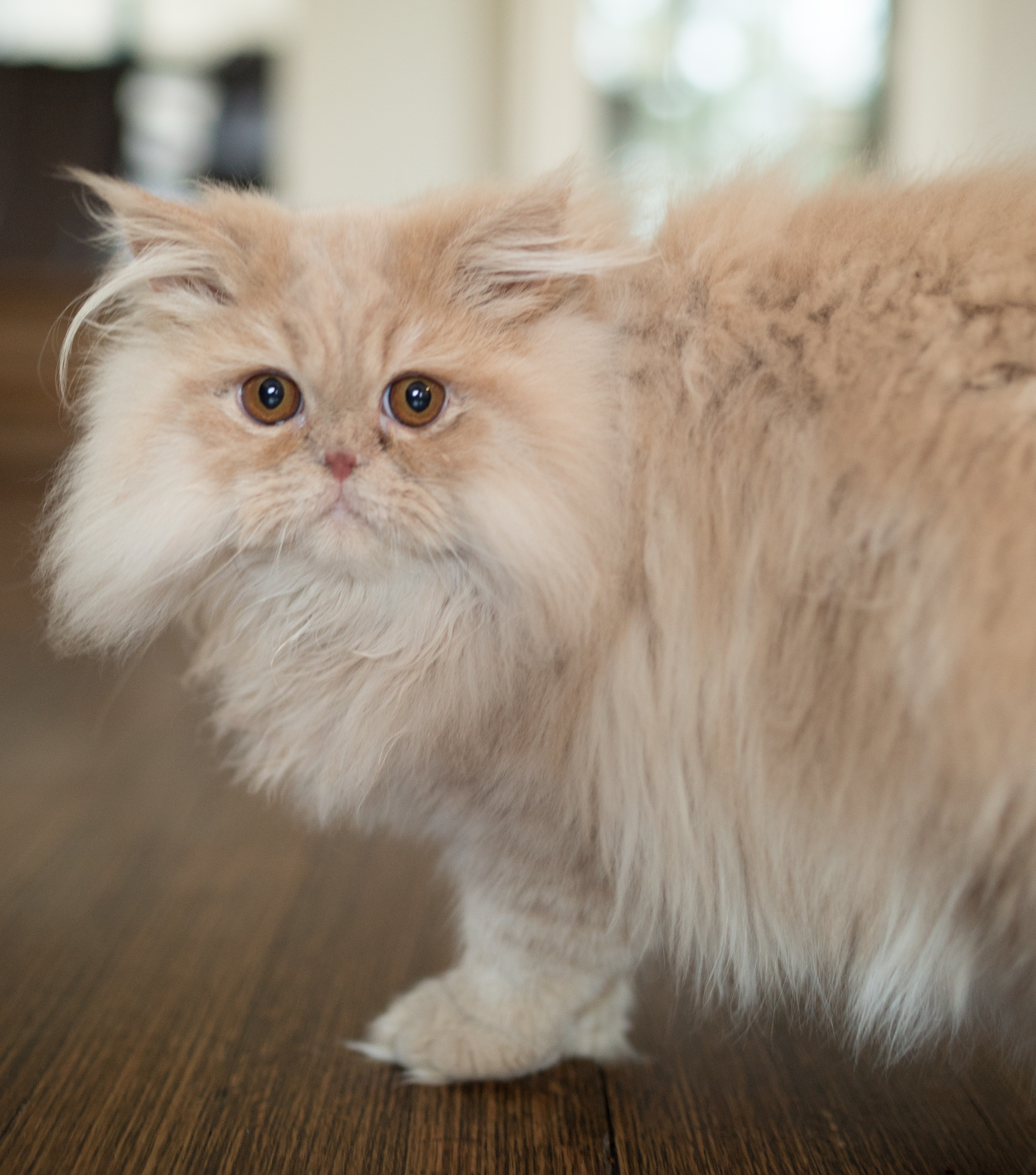 Northshore Aristocats's Photo