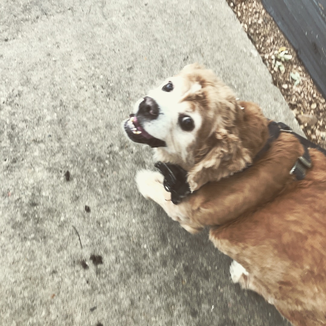 Austin's Howlin' Hounds Pet Services's Photo