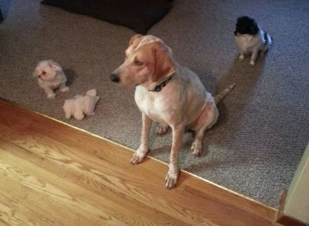 Share The Woof's Photo