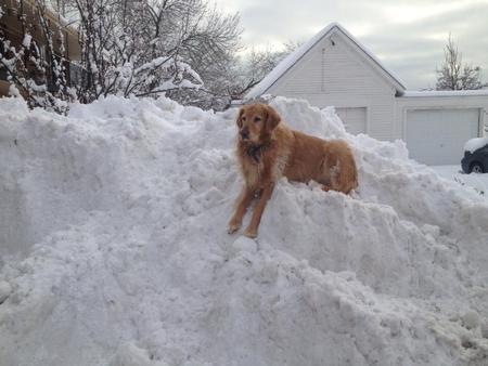 Total Pet Care of Racine LLC's Photo