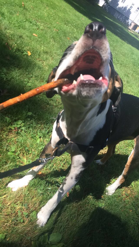 Parker's Petsitting & Walking's Photo