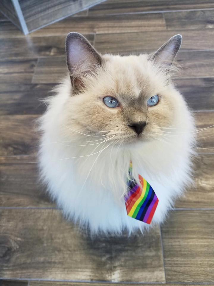 Joni Grooming Spa & Hotel's Photo