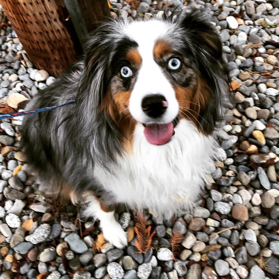 Camp Pawgress's Photo