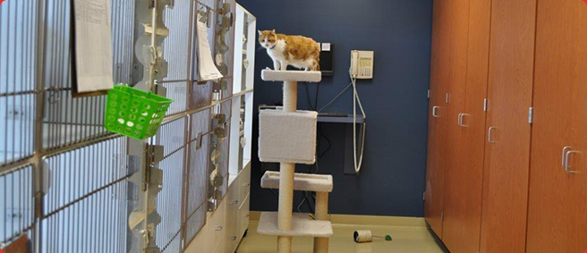 Advanced PetCare of Oakland's Photo