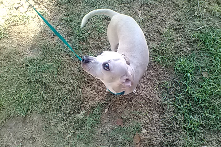William's Happy Pet Sitting & More's Photo
