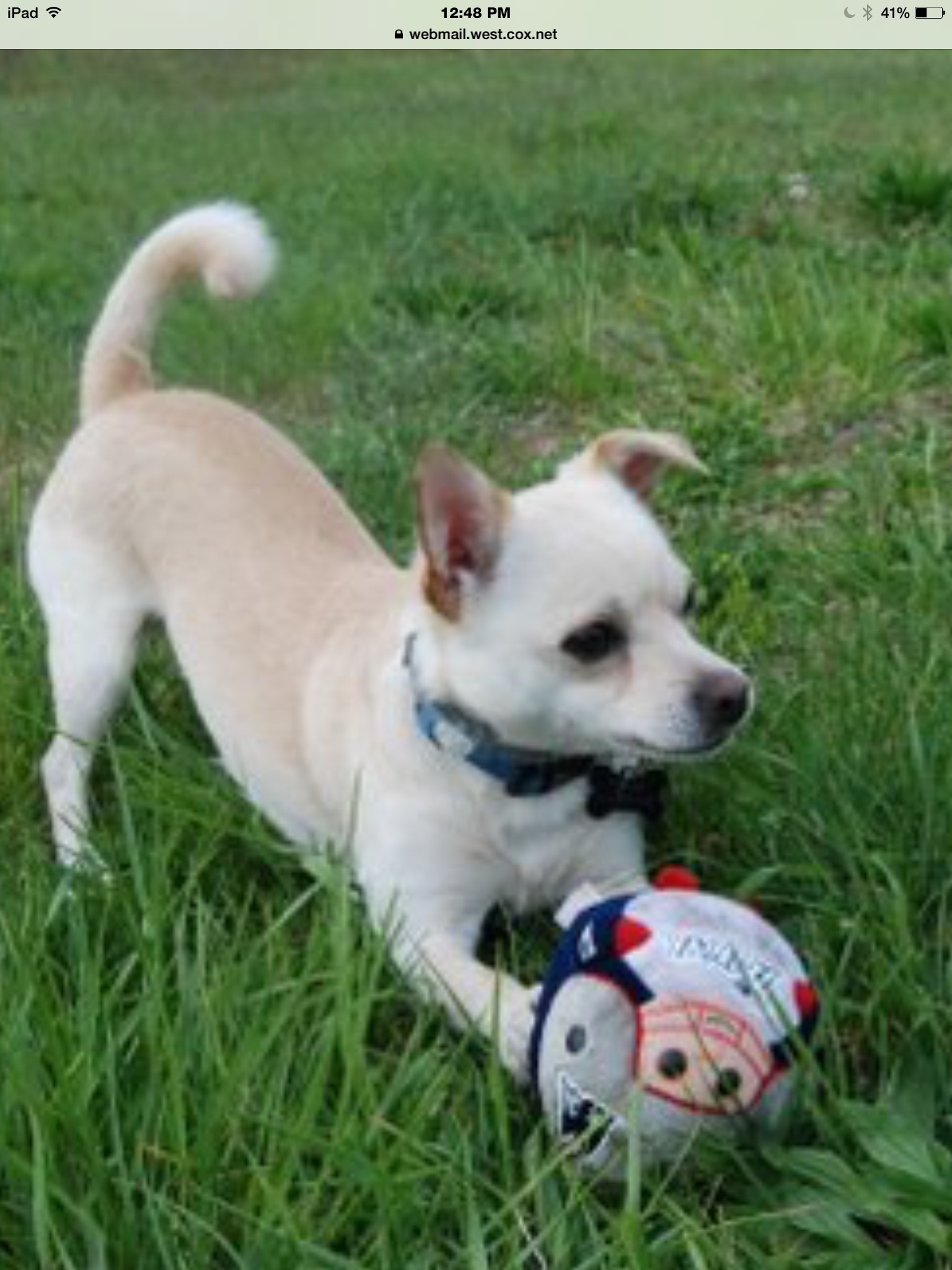 Furry Friends Pet Companion's Photo