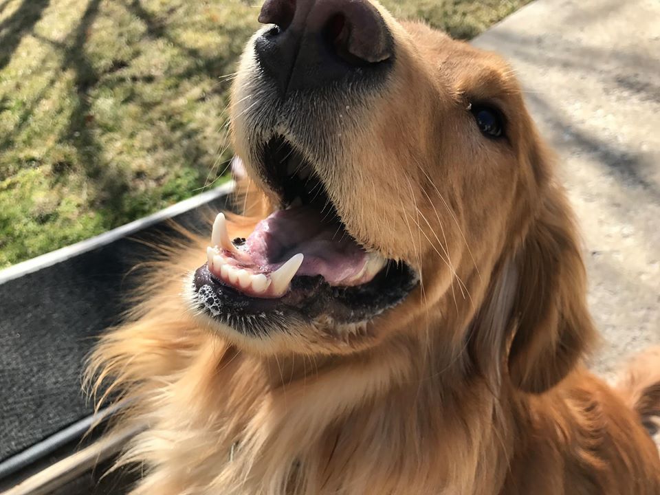 Petey's Playhouse & Pet Sitters's Photo