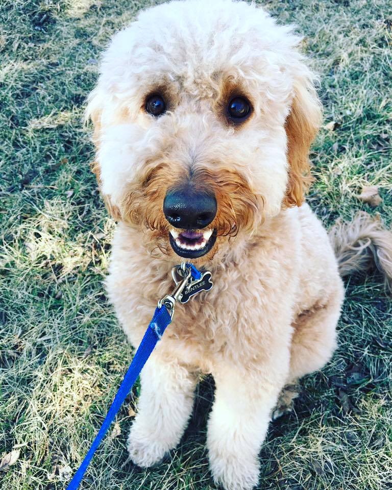 Petey's Playhouse & Pet Sitters's Photo