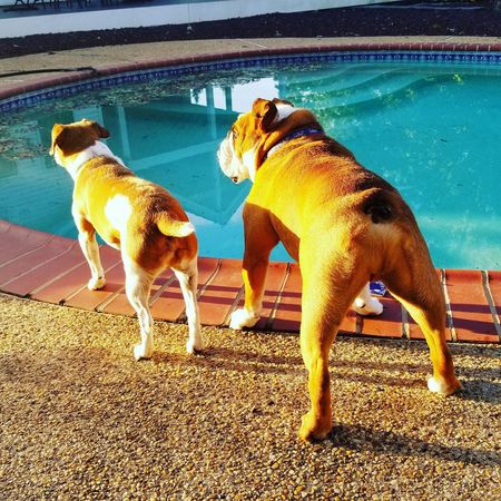 Big Dogs Pet Sitting, LLC's Photo