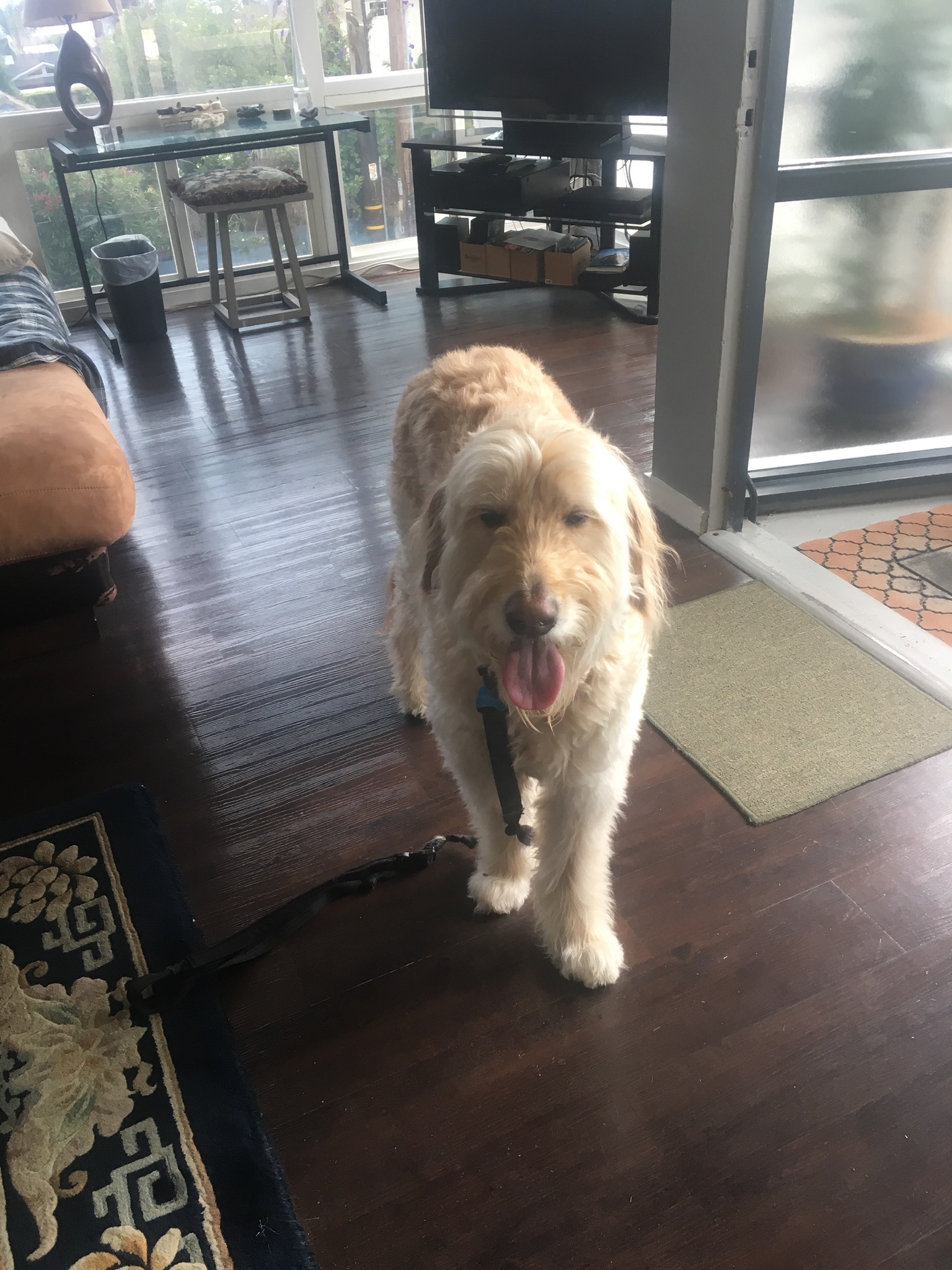 Dar's Pet Sitting and Boarding's Photo