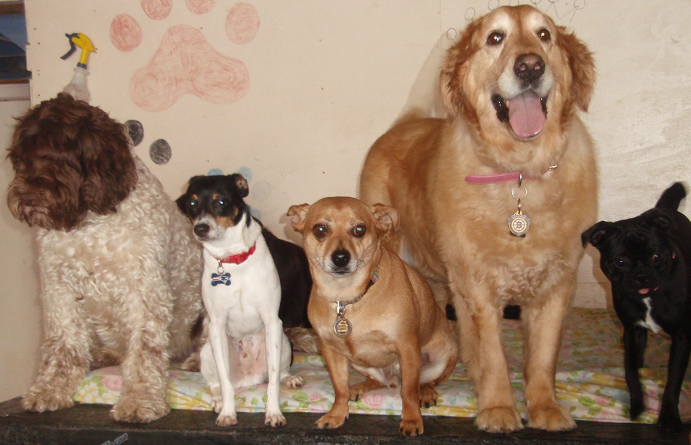 Paws Here's Photo