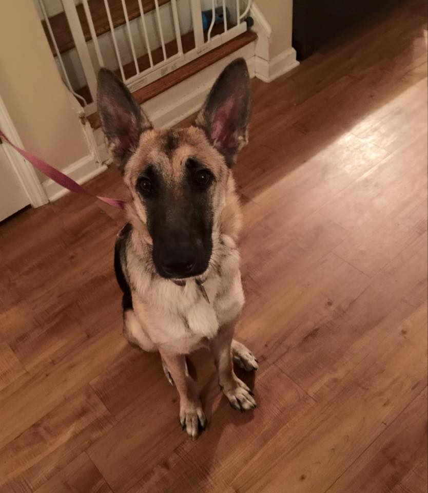 Gatts Pack of Paws's Photo