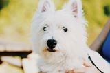 SafeStay Pet Sitting's Photo