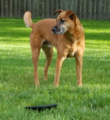Urban Walkabout Professional Pet Care, LLC's Photo