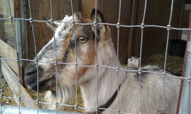 Aunt Pete's Pet Sitting Service's Photo