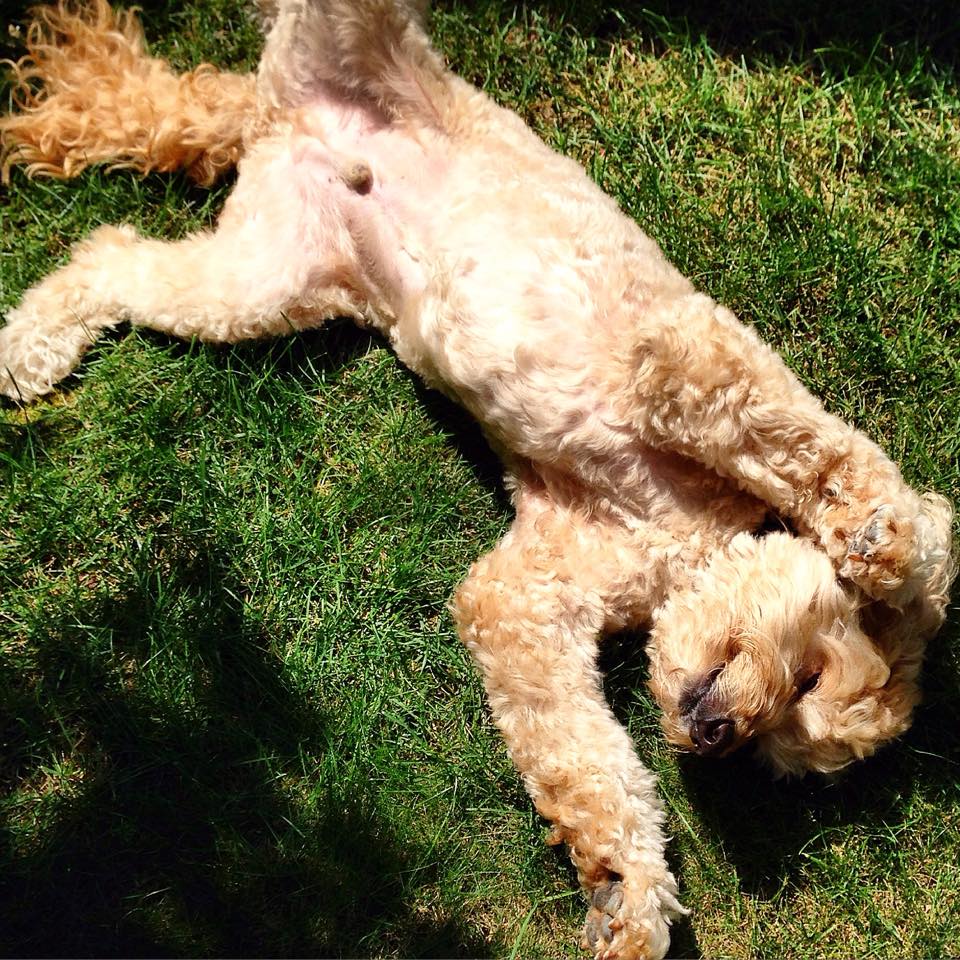 ESP Pet Specialists's Photo