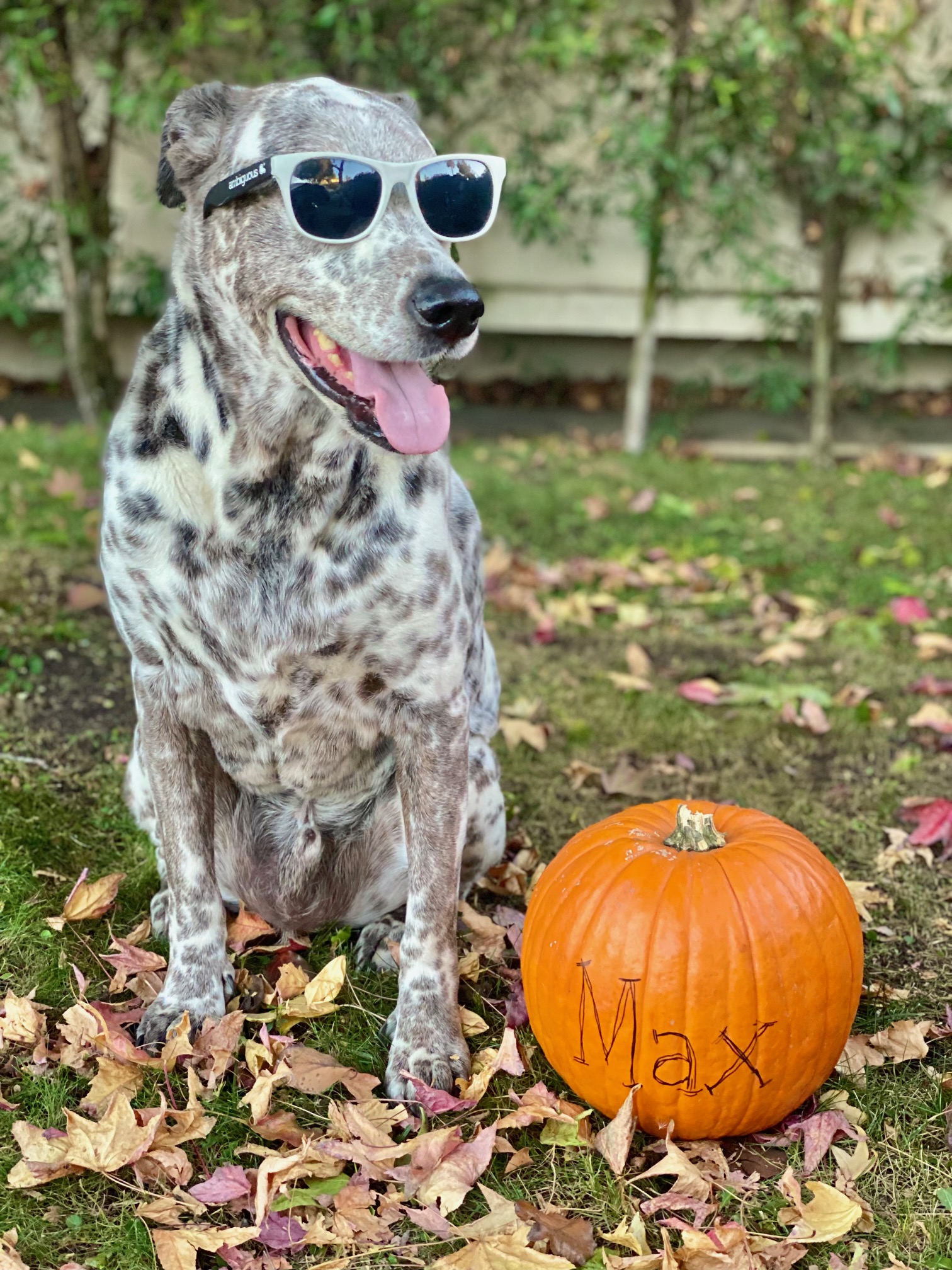 APJ Services LLC's Photo