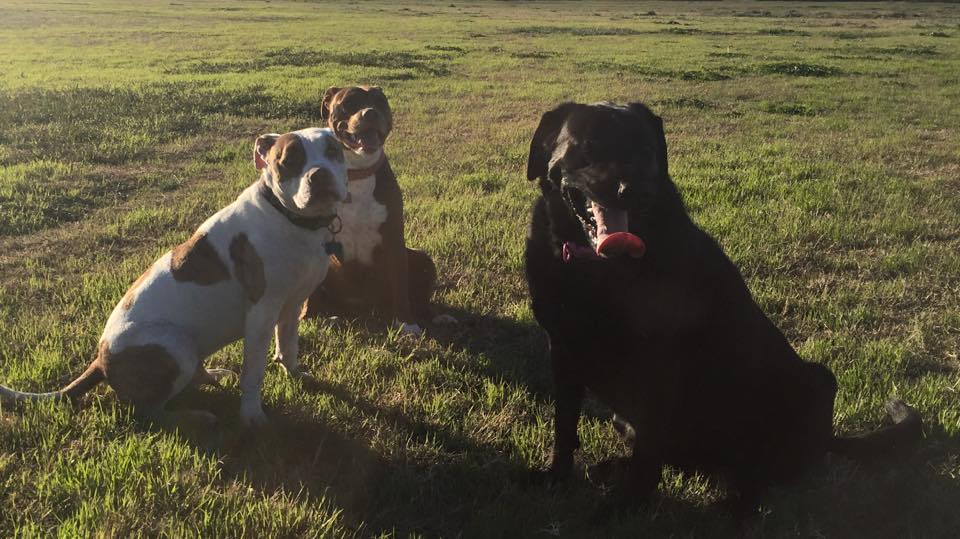 Rebecca's Pet Care's Photo