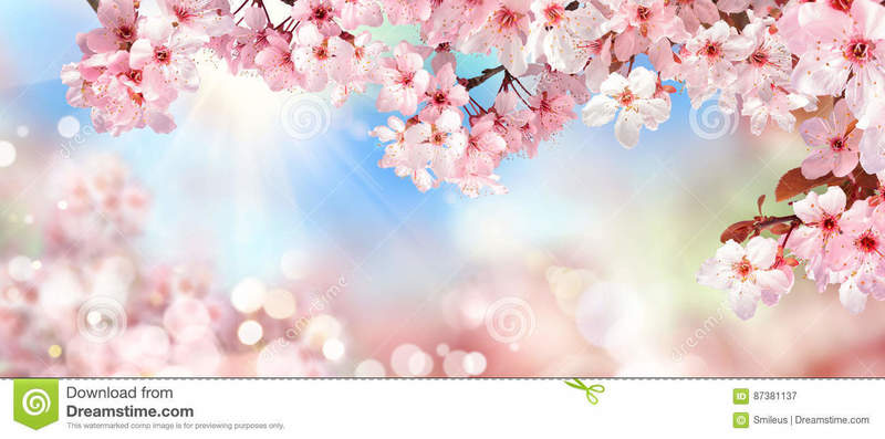 Cherry Blossoms Montessori Home Logo