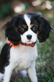 Pet Squad, LLC's Photo