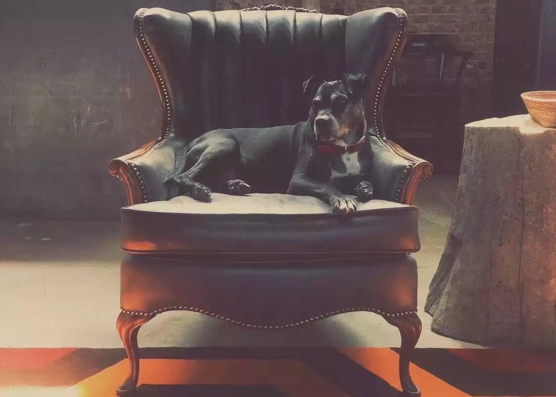 Fluffy and Spike's Photo