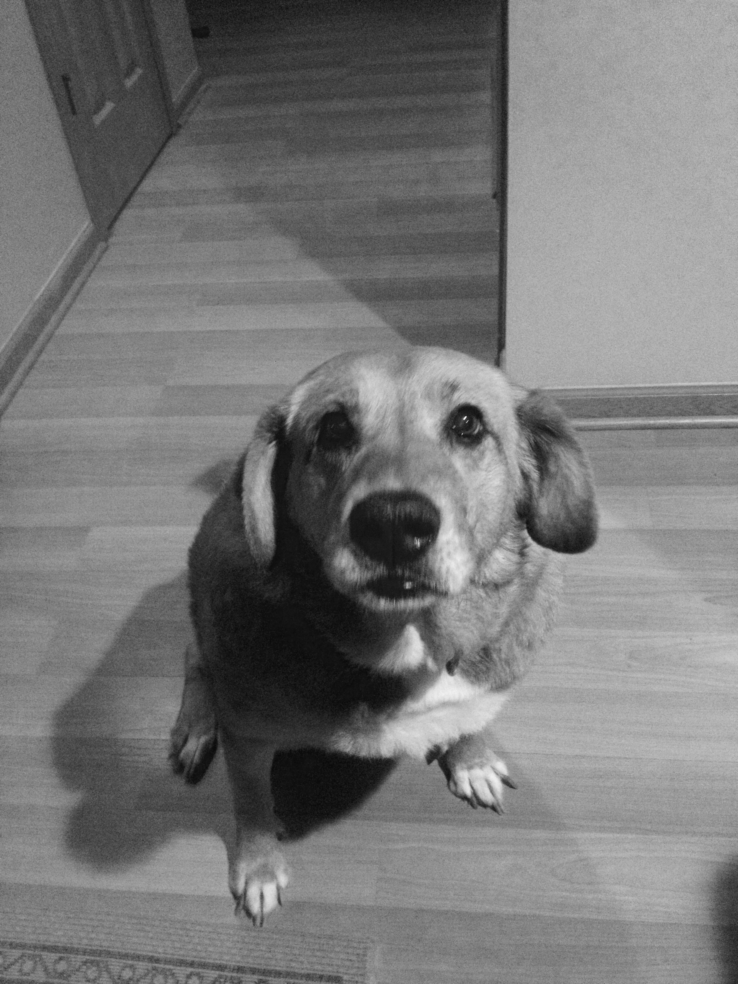 Central Ohio Pet Sitters's Photo