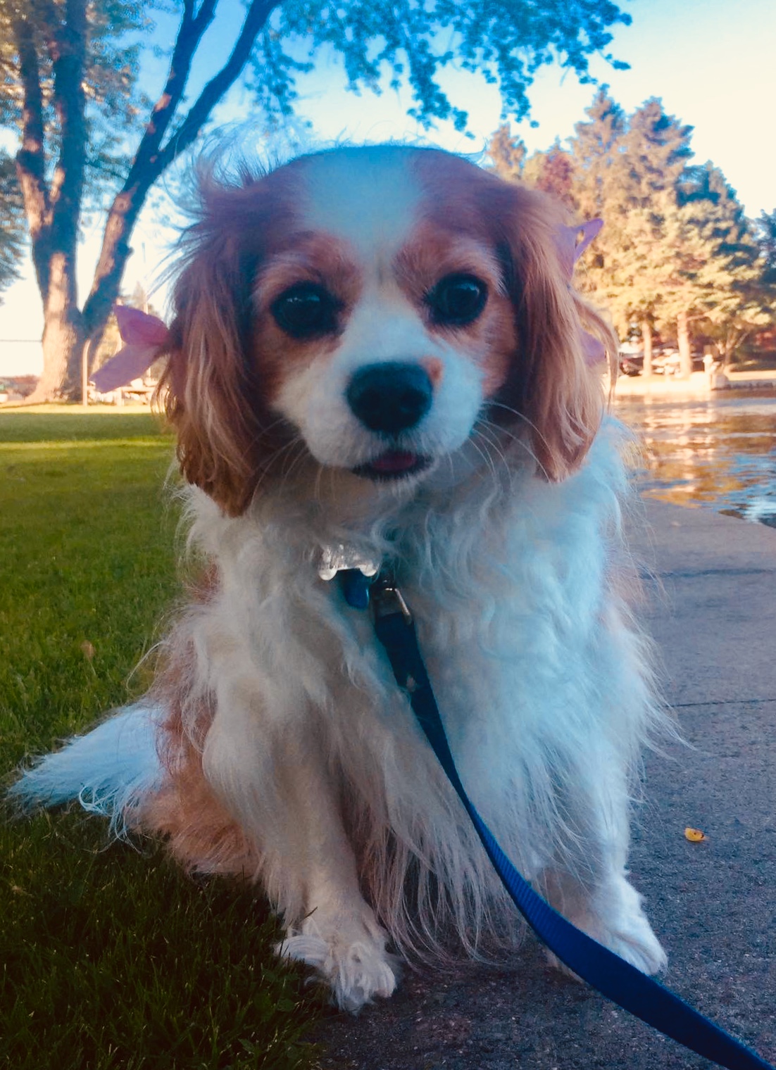 Selena's Canine Fur Baby Services's Photo