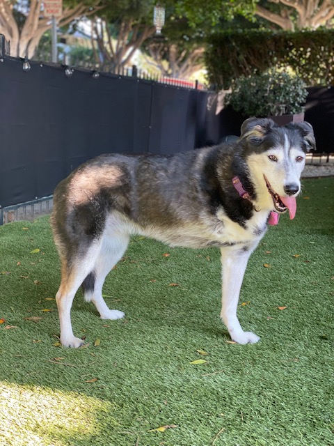 APJ Services LLC's Photo