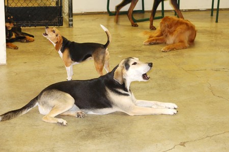 Dog Day Every Day