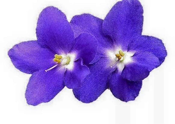 The Violet Touch Custom Cleaning Service, Inc. Logo