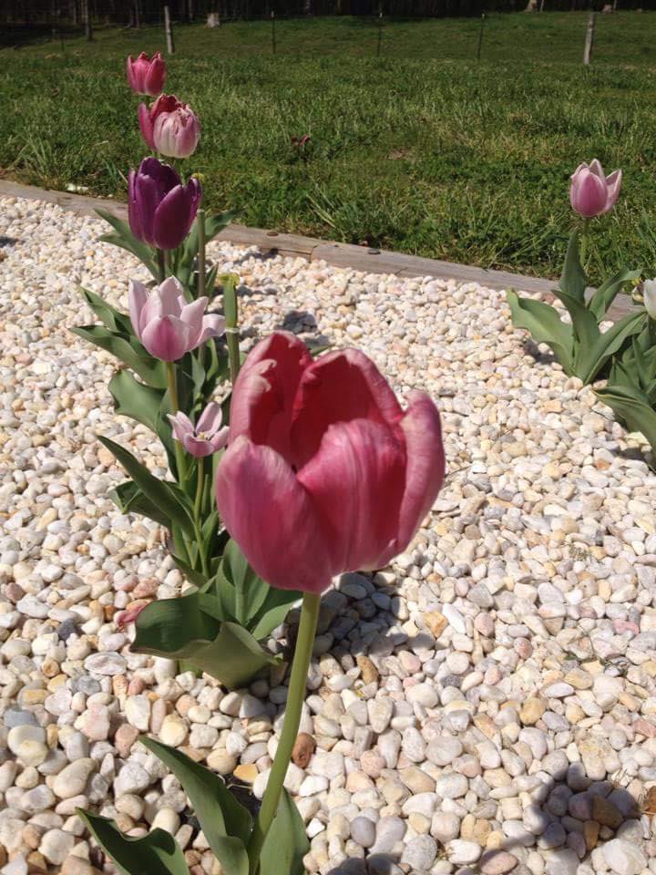 Jennifer's Helping Hands's Photo