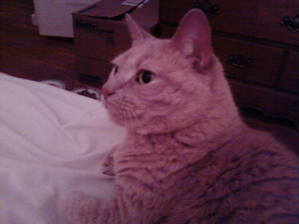 For The Love Of Pets Pet Sitting Chicopee's Photo