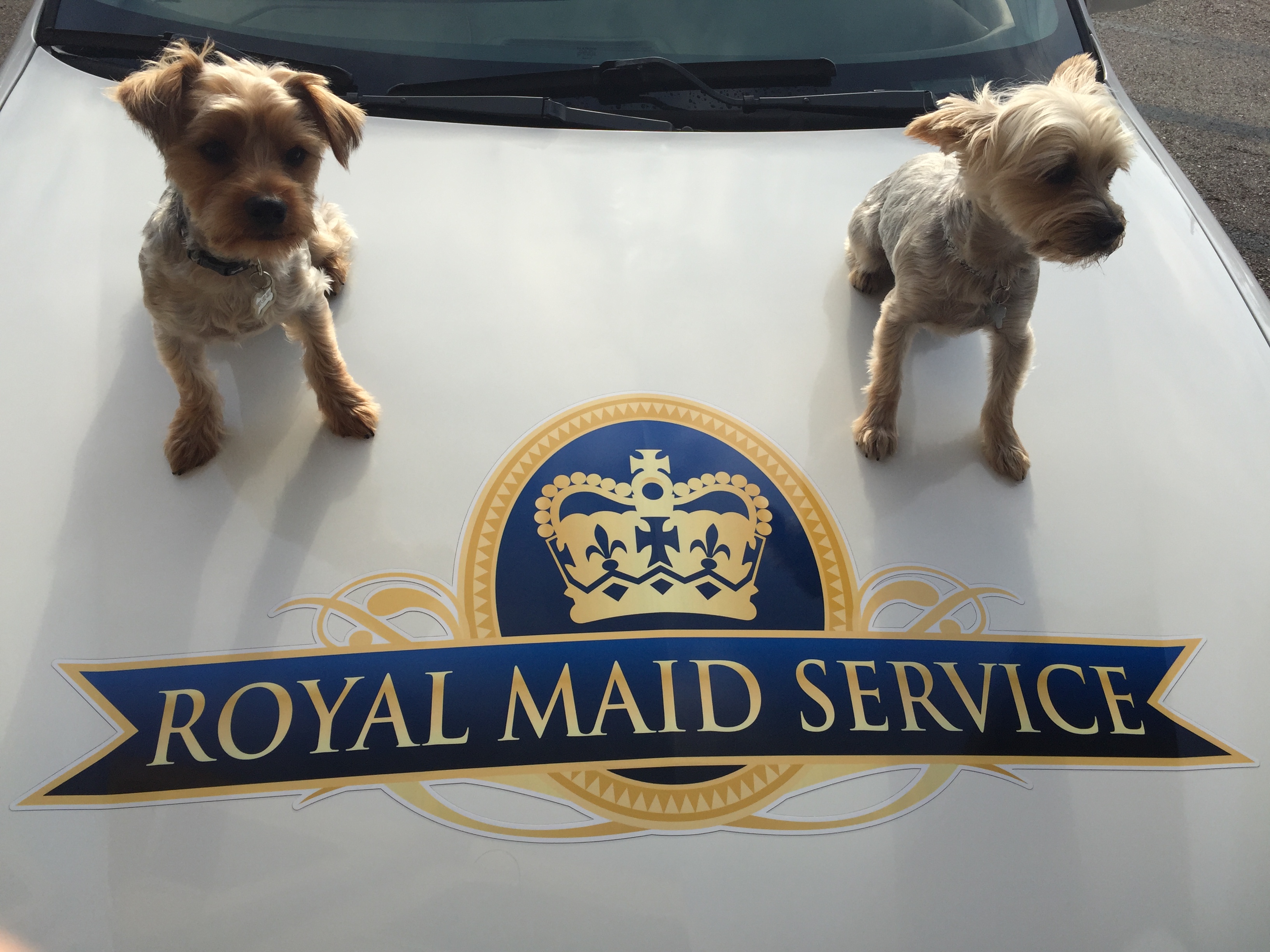 Royal Maid Service's Photo