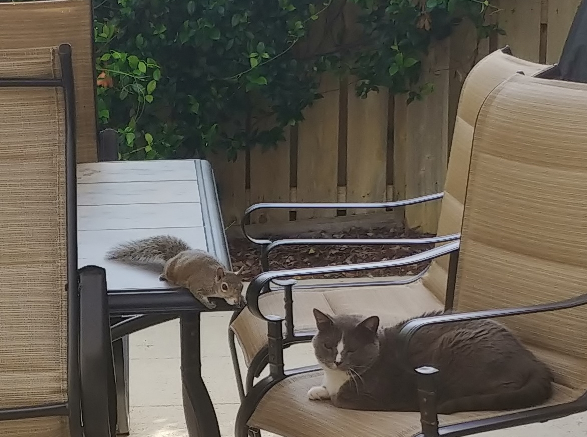 Happy Hounds of Jupiter's Photo