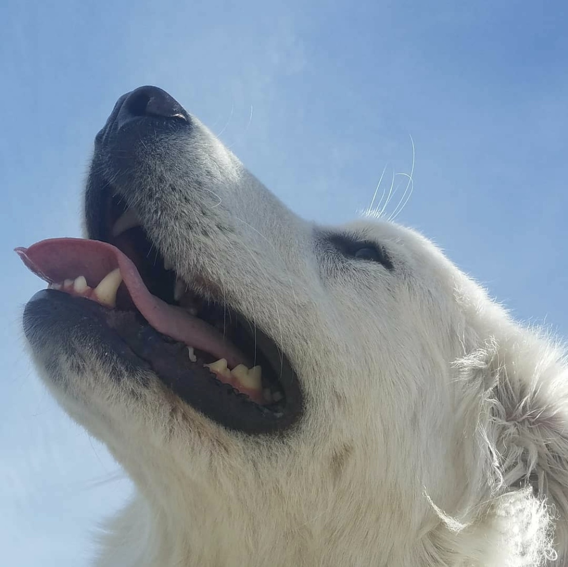 Nothin But Wagz's Photo