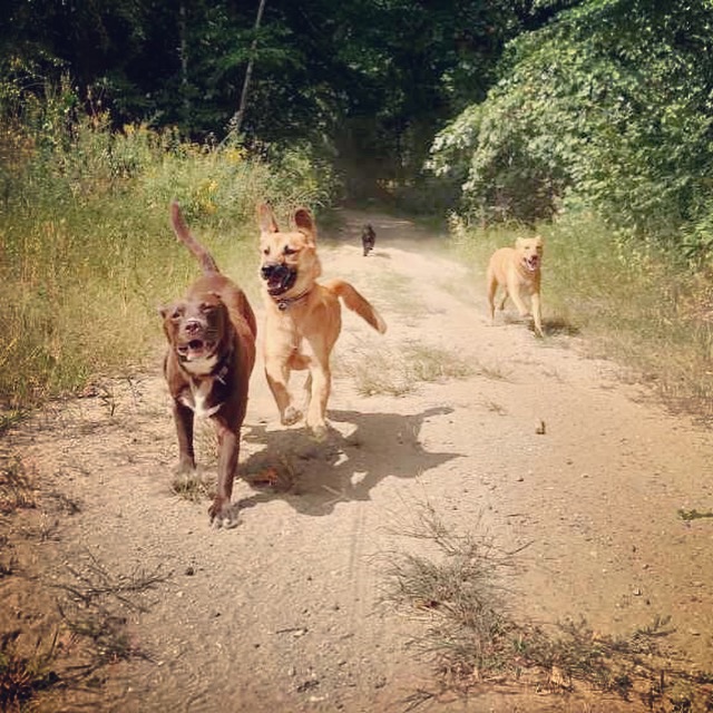 Sarah's Pet Services's Photo