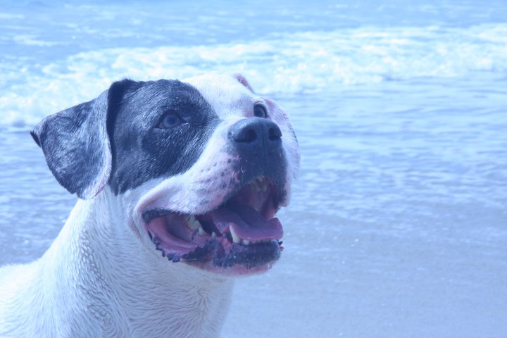 KNR Dogs, LLC's Photo