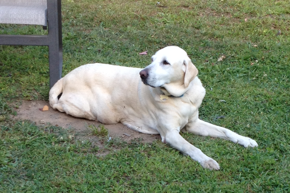 My Happy Dog's Photo