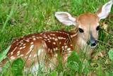 Little Deers Child Care