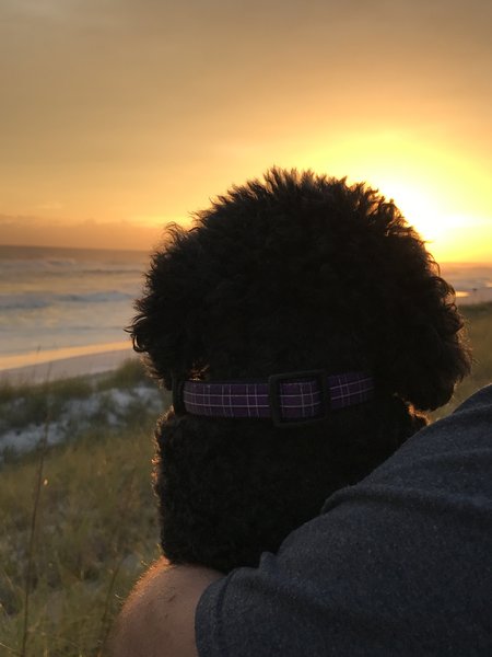 Barkin On The Beach Mobile Dog Spa's Photo