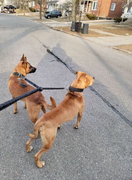 Mitch-IT Dog Walker's Photo