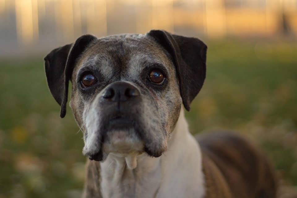 The Ameripet Hotel & Pet Center Inc's Photo