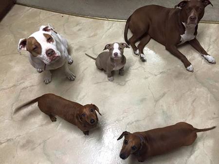 Rebecca's Pet Care's Photo