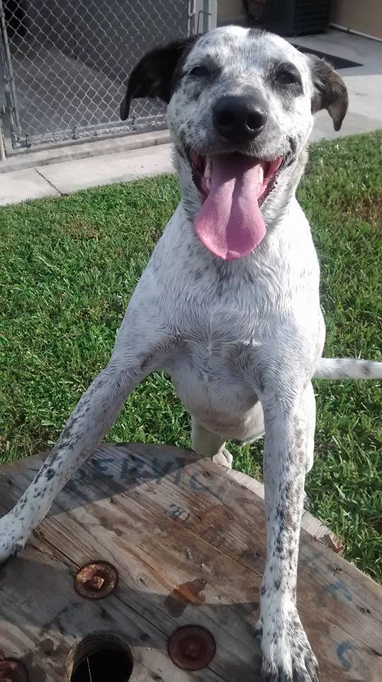 Homemade Hounds Bed & Biscuit's Photo