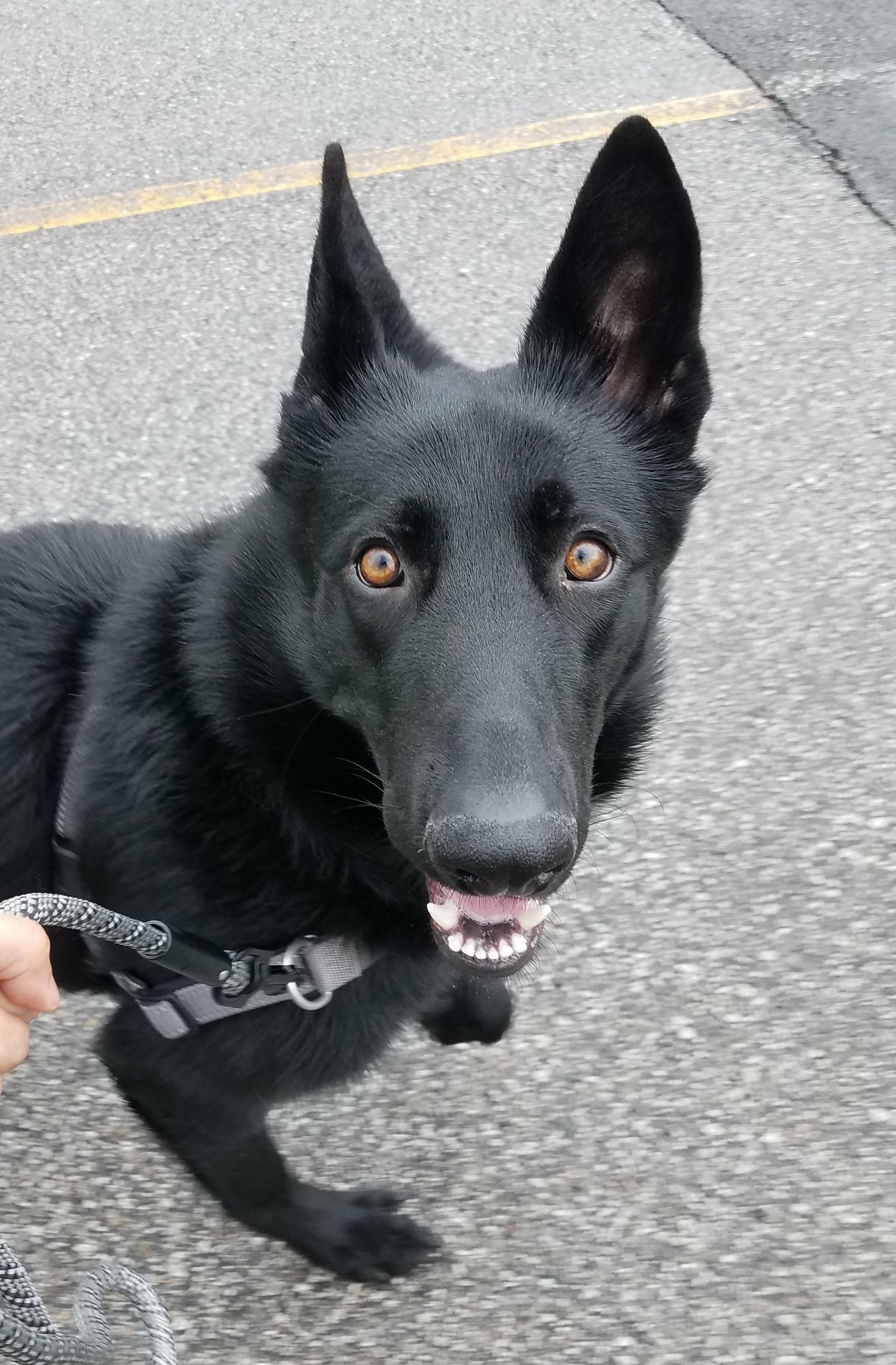 Celi's Dog Walking Service's Photo