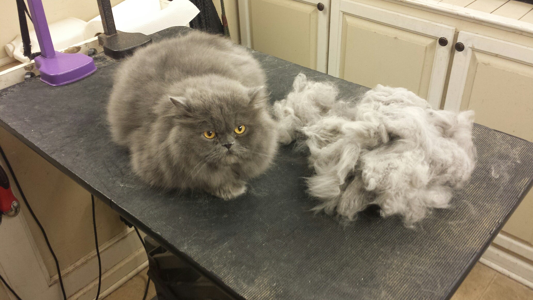 Doggie Dolittle Mobile Pet Grooming LLC's Photo